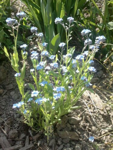 Vergißmeinnicht Blüte Vergißmeinnicht Blüte