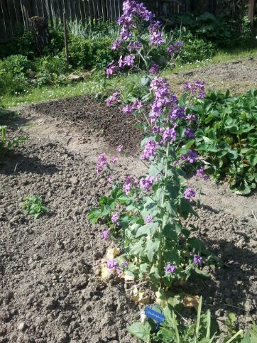 Judaspfennig in voller Blüte Judaspfennig in voller Blüte