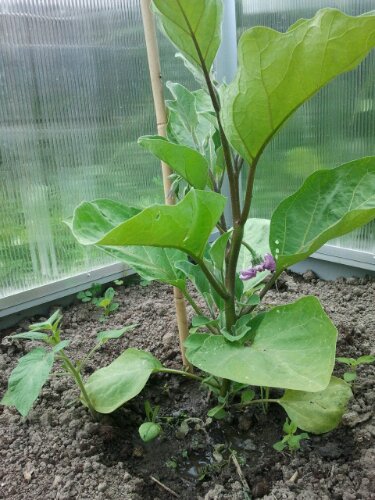 2012-06-17 12.17.46.jpg image
