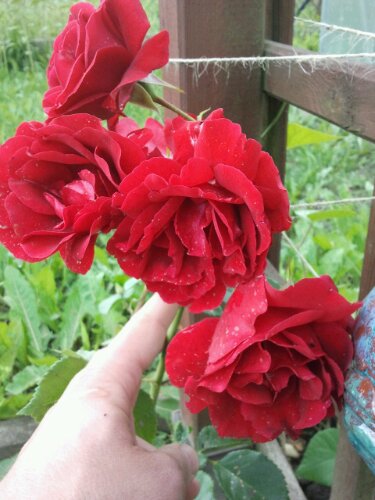 2012-06-22 11.36.37.jpg image
