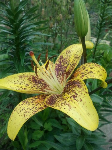 Blüte einer Asiatischen Lilie in Gelb gesprenkelt Blüte einer Asiatischen Lilie in Gelb gesprenkelt