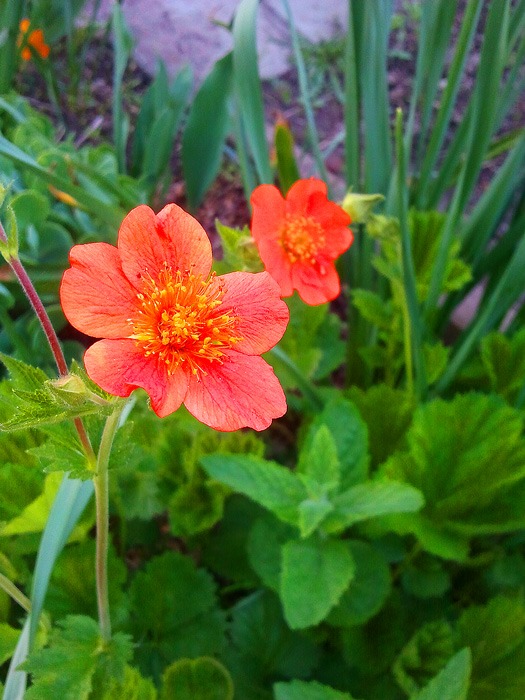 Nelkenwurz in Blüte