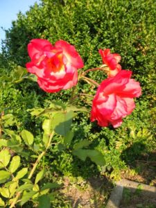 Rose Westerland im August 2. Standjahr