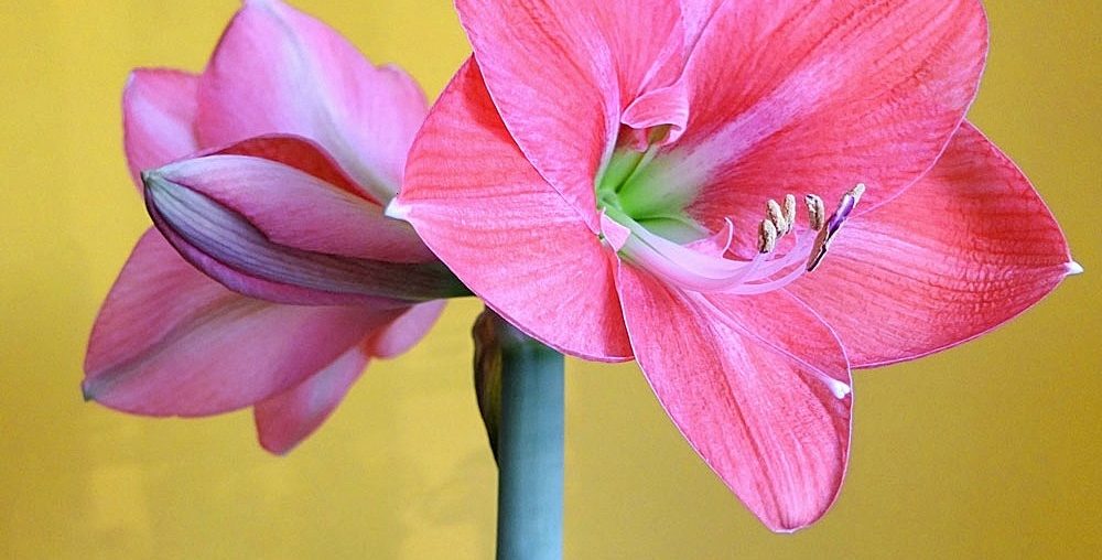 So wird’s gemacht: Amaryllis richtig gießen Amaryllis Bluete Detail
