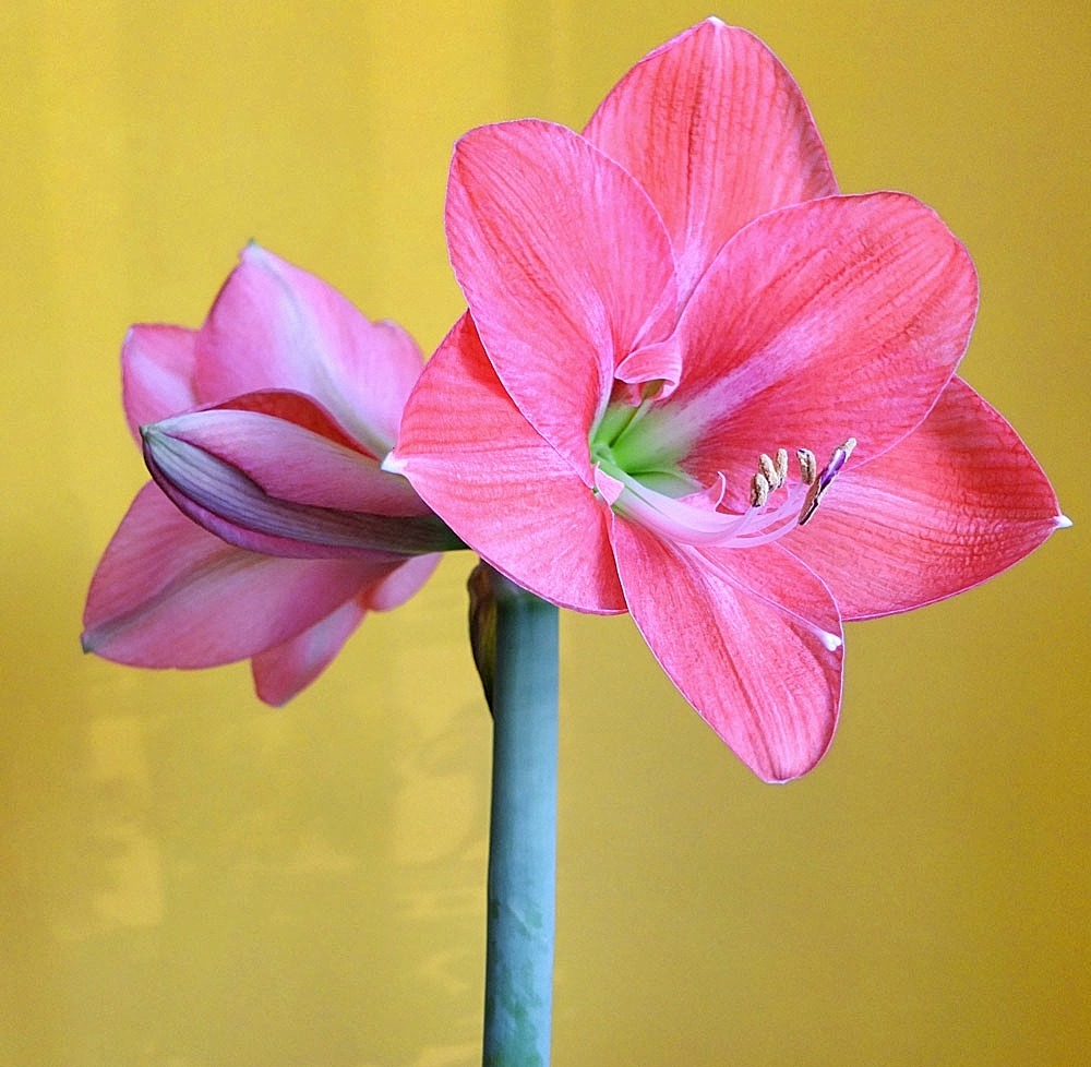 Amaryllis Bluete Detail