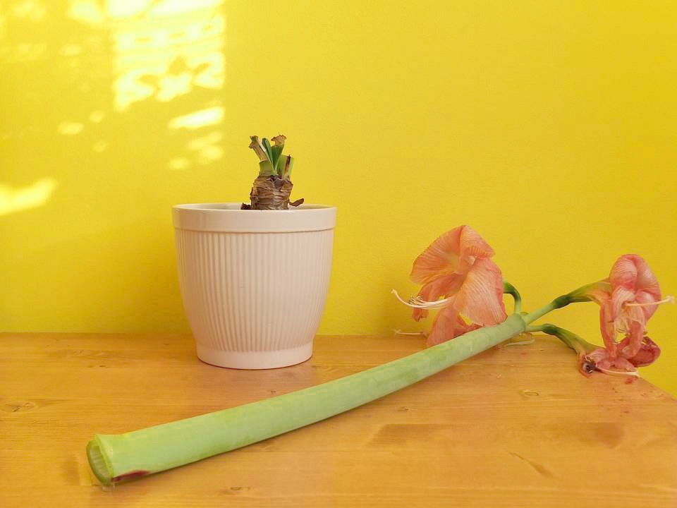 Amaryllis Ritterstern abgeschnitten