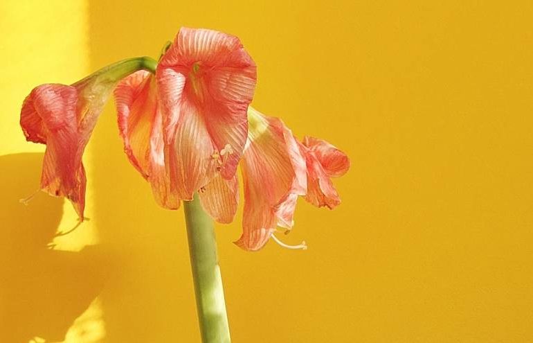 Amaryllis Ritterstern verblüht
