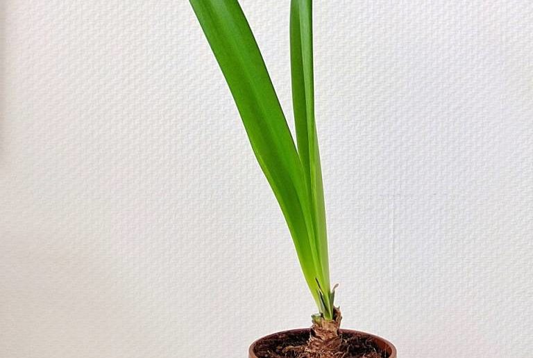 Amaryllis nur Blaetter