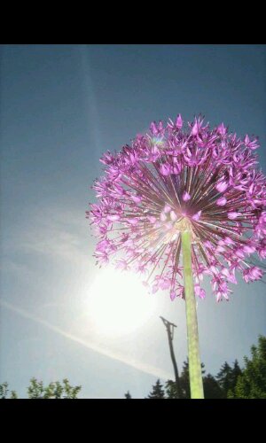 Allium / Zierlauch – problemlos und wühlmausfest