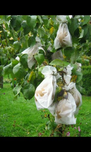 Tipp gegen Wespen an Birnen