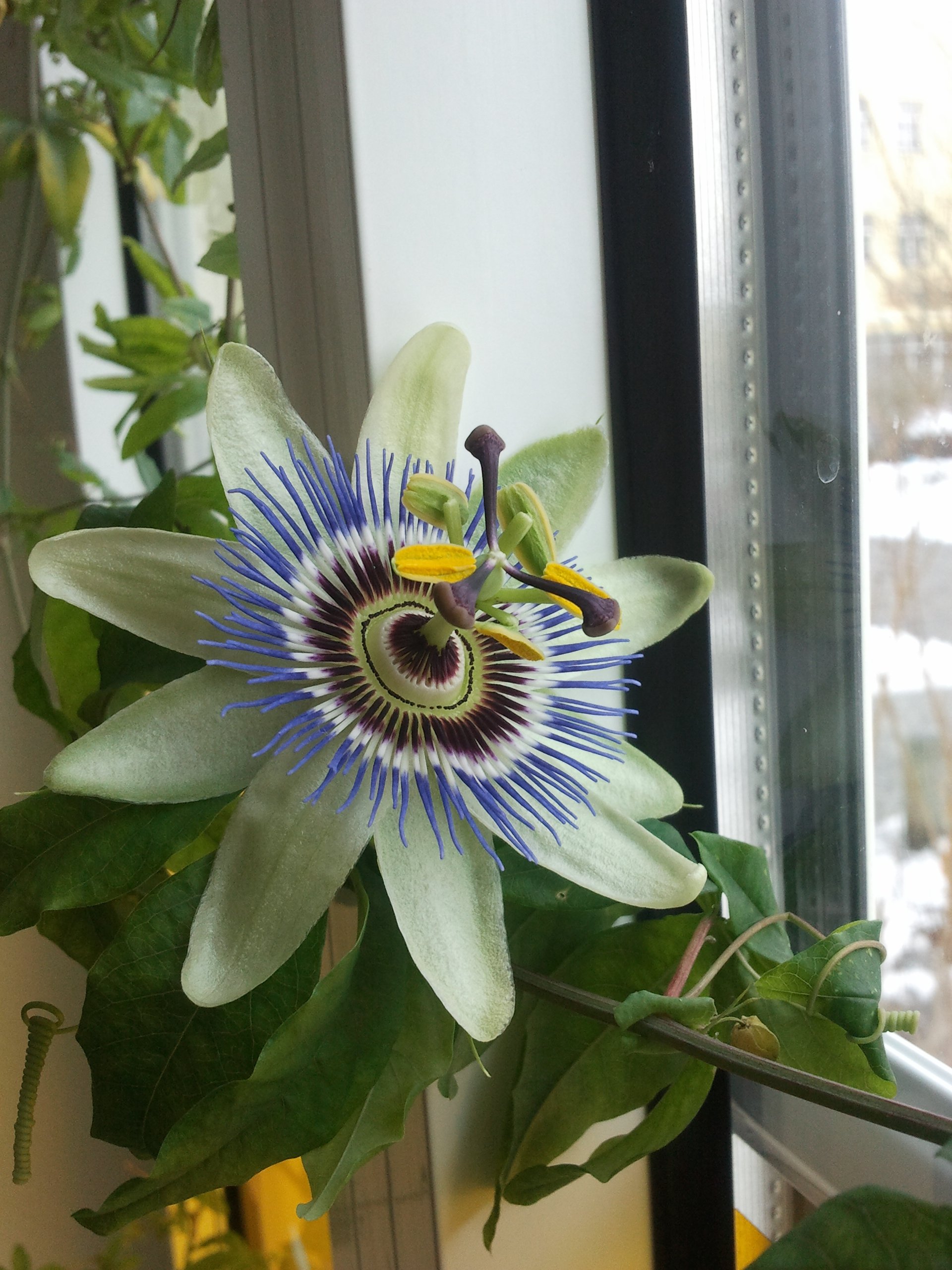 Passionsblume Passiflora Caerulea in voller Blüte Meine Passionsblume Passiflora Caerulea im Büro in voller Blüte