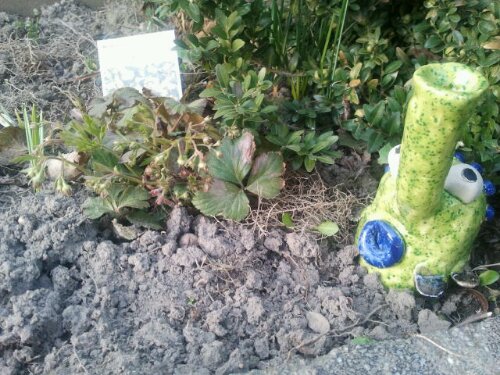 Waldsteinie vor der Blüte mit Gartenmonster im März 2012