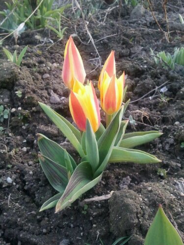 Tulpe in gelb-rot im März 2012 Tulpe in gelb-rot im März 2012