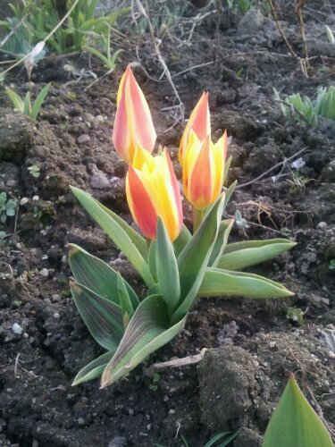 Tulpe in gelb-rot im März 2012