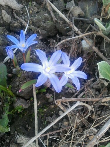 Frühblüher im März - blaue Sternchen Frühblüher im März - blaue Sternchen