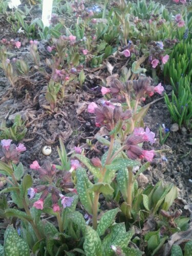 Lungenkraut in Blüte im März 2012