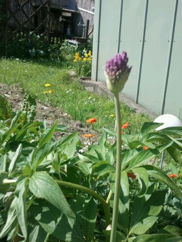 Allium / Zierlauch kurz vor der Blüte