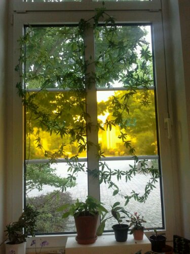 Passionsblume Lichtproblem gelöst
