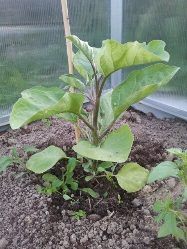 Aubergine im Gewächshaus Aubergine im Gewächshaus