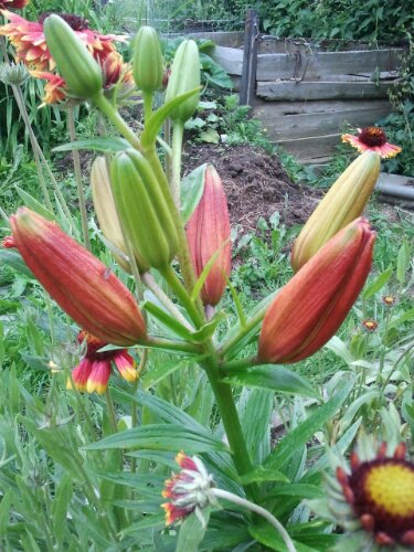 orange Lilie mit Knospen orange Lilie mit Knospen
