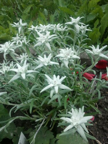 Edelweiß Pflanze im Garten Edelweiß Pflanze im Garten