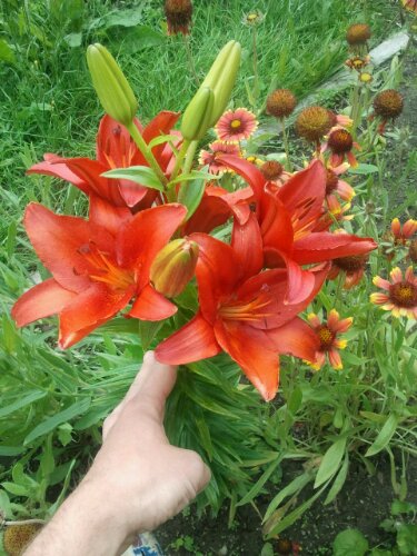 Blüten einer roten Asiatischen Lilie Ende Juni Blüten einer roten Asiatischen Lilie Ende Juni