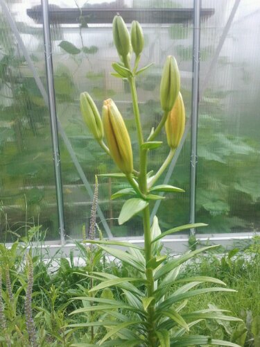 Knospen einer Asiatischen Lilie Knospen einer Asiatischen Lilie