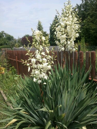 Palmlilie in voller Blüte