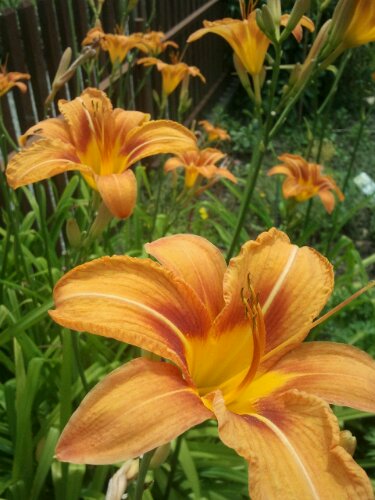 Blühende Taglilien in orange