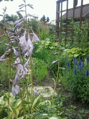 Hosta / Funkie Blüte