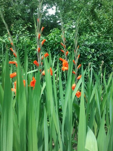 Gladiolen Blüten in rot