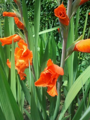 Gladiolen Blüten in rot - Detail