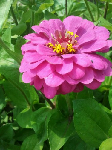 Zinnienblüte in Pink