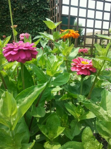 Zinnien in Orange, rot und pink