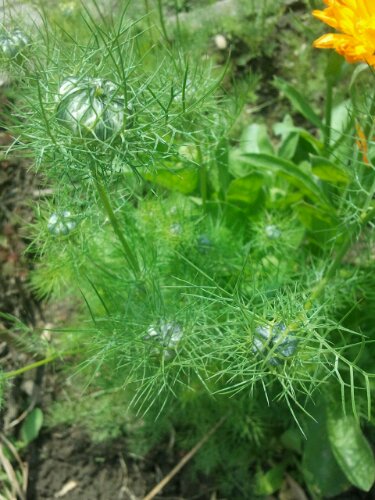 Jungfer im Grünen mit Knospen