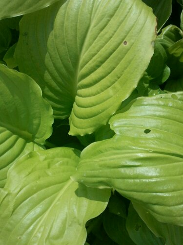 Hostas / Funkien