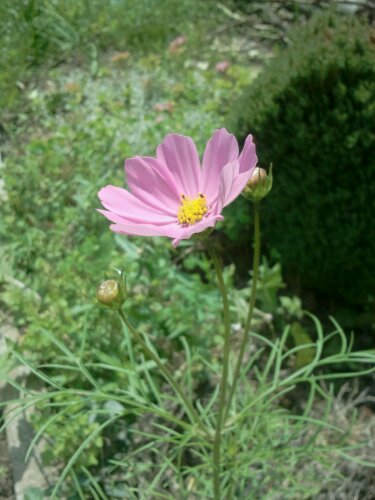 Cosmea in lila