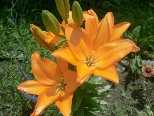 orange Lilien Blüte