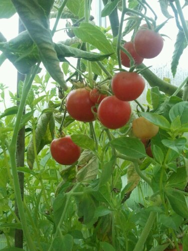 reife rote Tomaten im Gewächshaus im September