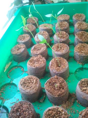 Paprika Golden Wonder 4 Wochen nach Aussaat