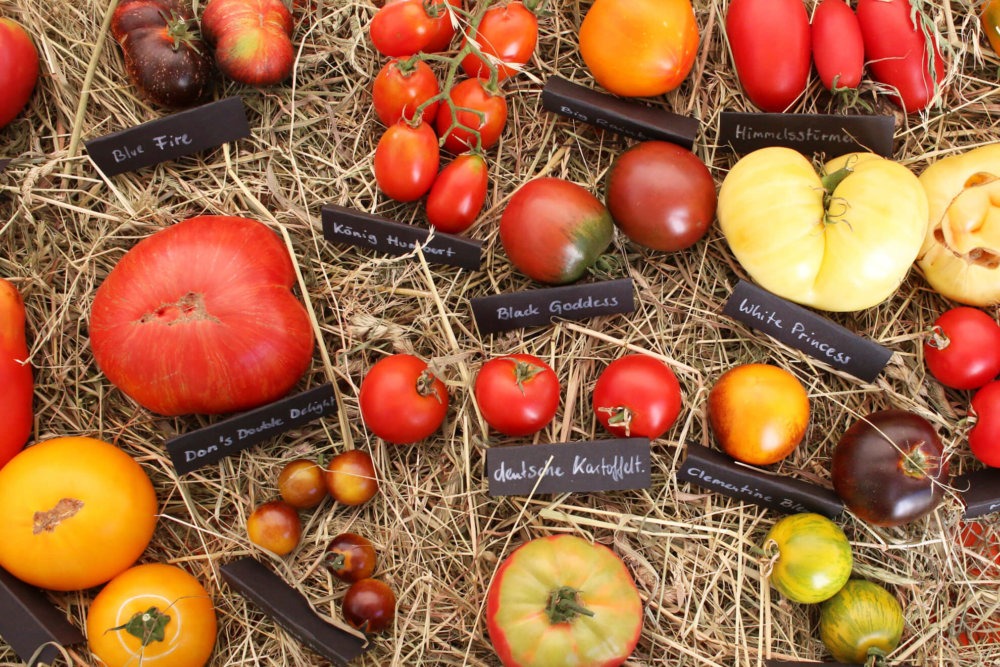 bunte reife Tomaten in vielen Sorten