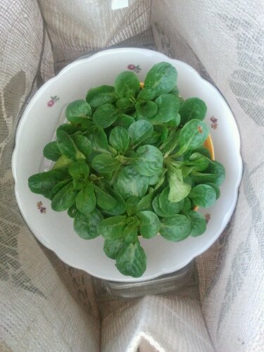 Feldsalat- Ernte im Gewächshaus im Januar
