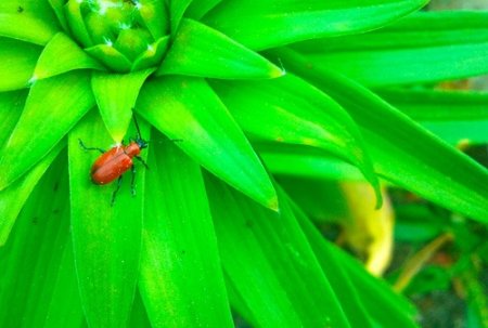 Rote Käfer an Lilien Vorsicht Lilienhähnchen!