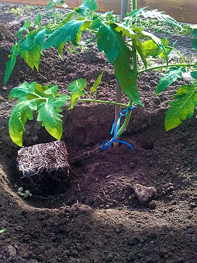 Tomate liegend gepflanzt