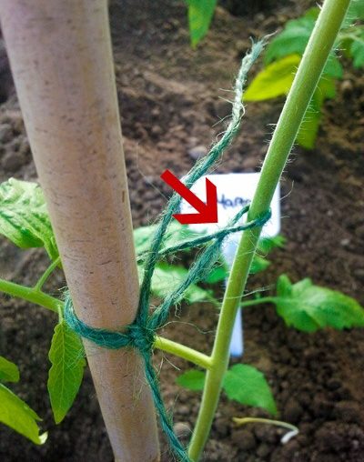 Tomatenpflanzen einpflanzen – Vaters Methode Tomaten anbinden