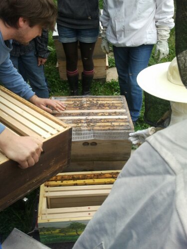 Frühjahrsdurchsicht der Bienen Frühjahrsdurchsicht der Bienen