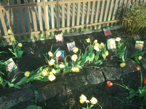 Neu angelegtes Dahlienbeet mit Tulpen Neu angelegtes Dahlienbeet mit Tulpen