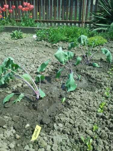 umgepflanzter Kohlrabi - kurz nach dem Umpflanzen umgepflanzter Kohlrabi - kurz nach dem Umpflanzen