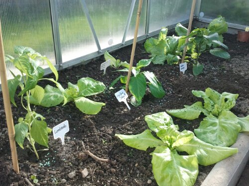 Paprika Lombardo, Naga Bhut Jolokia und Golden Wonder im Gewächshaus Paprika Lombardo, Naga Bhut Jolokia und Golden Wonder im Gewächshaus