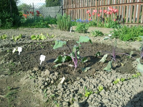 umgepflanzter Kohlrabi - kurz nach dem Umpflanzen umgepflanzter Kohlrabi - kurz nach dem Umpflanzen